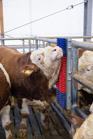 Kuh mit Kratzbürste HAPPYCOW Bully