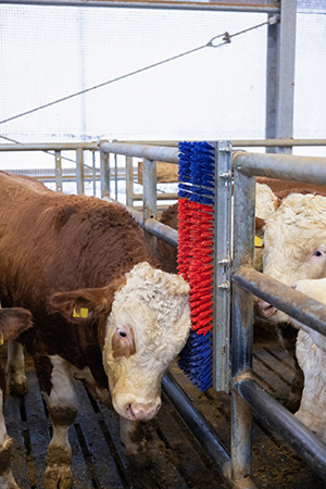 Kuh mit Kratzbürste HAPPYCOW Bully