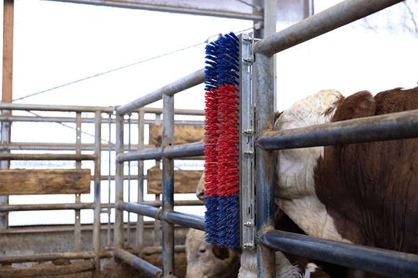 Kuh mit Kratzbürste HAPPYCOW Bully