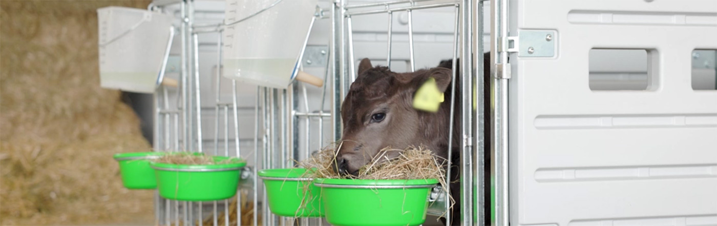 Ein Kalb in einer modularen Kälberbox von Kerbl