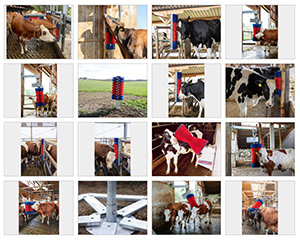 Vorschau Download Bildersammlung Imagebilder für Viehbürsten HappyCow