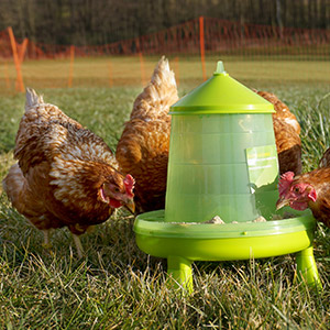 Hühner auf der Wiese versammelt um einen Geflügelfutterautomaten