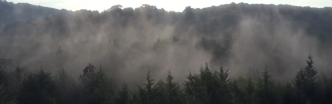 Waldlandschaft im Morgennebel