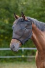 Fly Mask with Ear Cut-outs