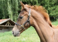 Foal Head-Collar Eco